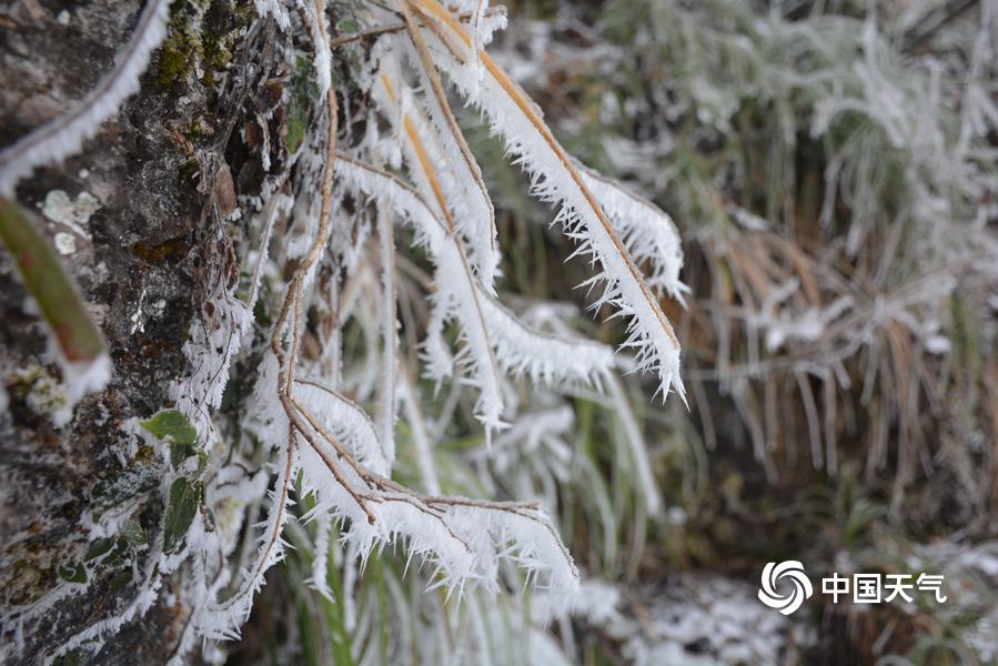 12月9日,张家界天门山万物都在雪淞的包裹之中,白茫茫一片,引人入胜。进入景区,时间仿佛就此停驻。图为平地助长的茅草,草叶被冰裹住。(图:蒋志鹏 覃少波 文:蒋志鹏)